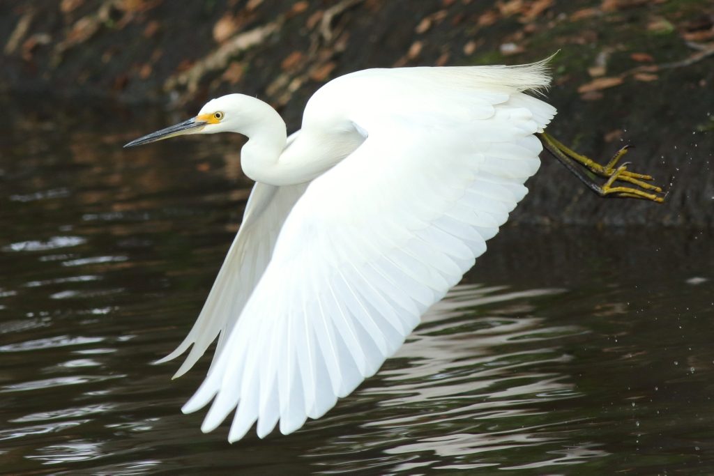 Little Egret at Crystal Waters